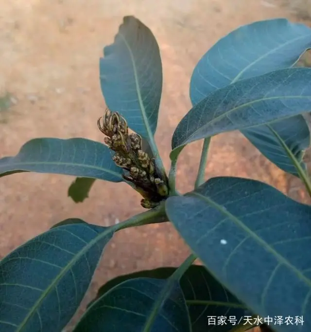 芒果种植技术视频_芒果如何种植技术_芒果种植技术管理视频教程