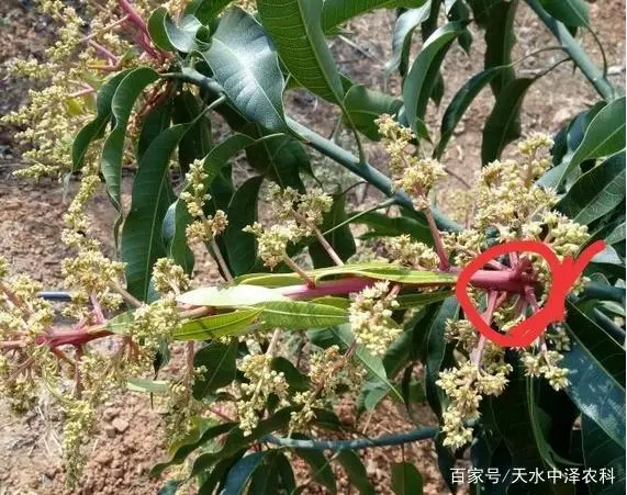 芒果如何种植技术_芒果种植技术视频_芒果种植技术管理视频教程