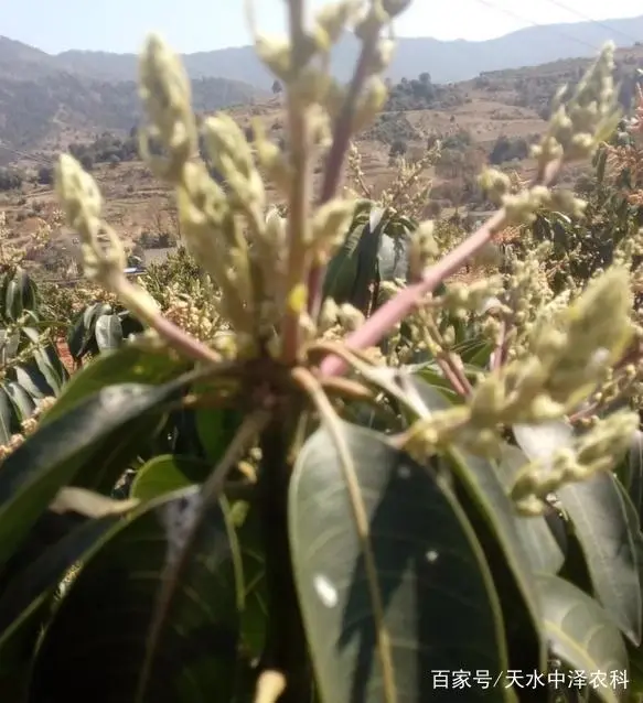 芒果种植技术视频_芒果如何种植技术_芒果种植技术管理视频教程