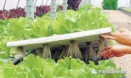 致富经大棚无土种植_致富种植视频全集_致富经无土栽培养殖视频