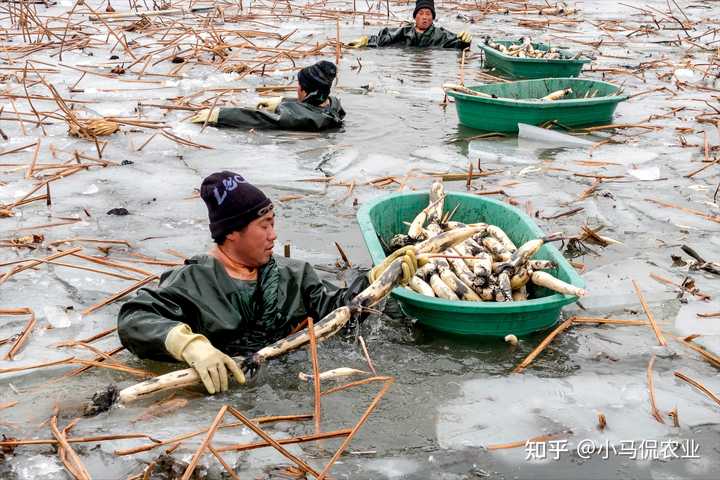 养殖花鲢鱼技术有什么要求_哪里有花鲢鱼养殖技术_花鲢养殖高产技术