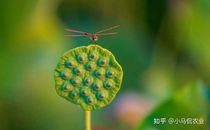 养殖花鲢鱼技术有什么要求_哪里有花鲢鱼养殖技术_花鲢养殖高产技术