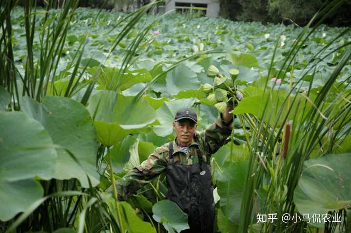 花鲢养殖高产技术_哪里有花鲢鱼养殖技术_养殖花鲢鱼技术有什么要求