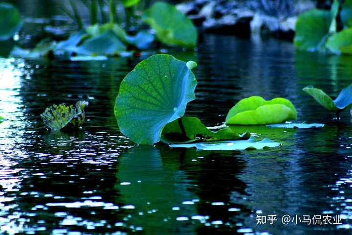 哪里有花鲢鱼养殖技术_养殖花鲢鱼技术有什么要求_花鲢养殖高产技术