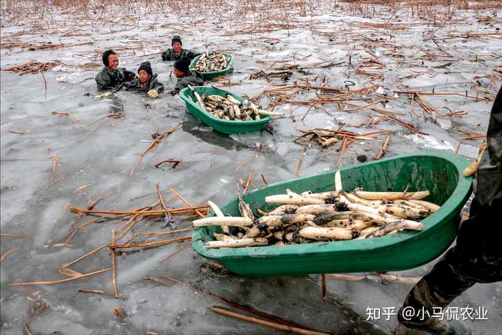 花鲢养殖高产技术_养殖花鲢鱼技术有什么要求_哪里有花鲢鱼养殖技术