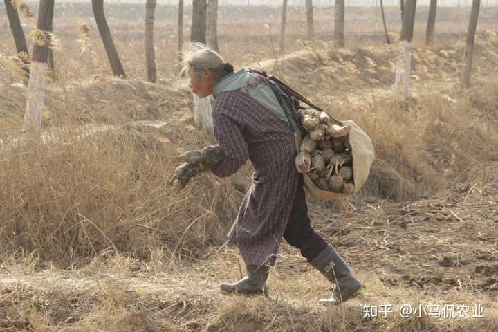 花鲢养殖高产技术_养殖花鲢鱼技术有什么要求_哪里有花鲢鱼养殖技术