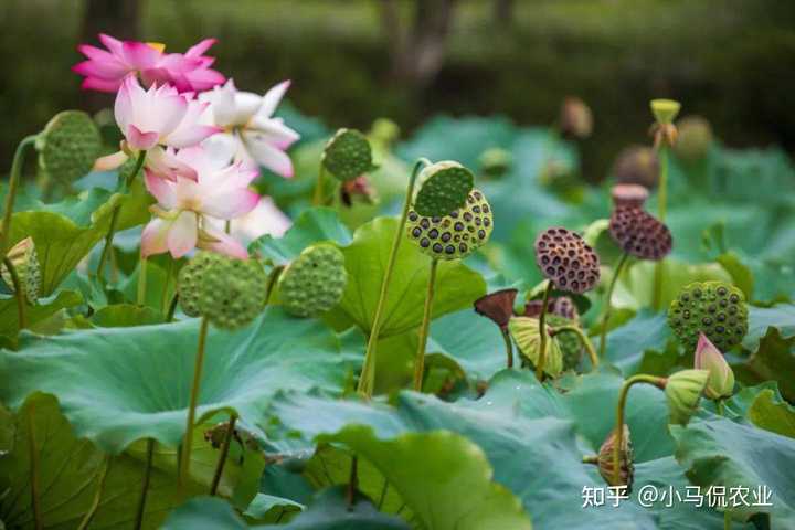 养殖花鲢鱼技术有什么要求_花鲢养殖高产技术_哪里有花鲢鱼养殖技术