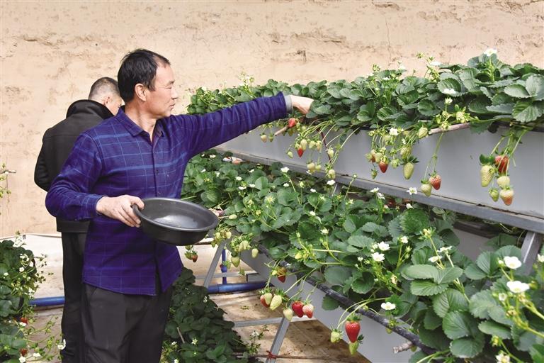 临夏州永靖县：无土栽培施“魔法” “撂荒”农田辟蹊径