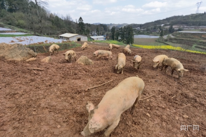 贵州瓮安：生态养殖“跑山猪” “跑”出致富新希望