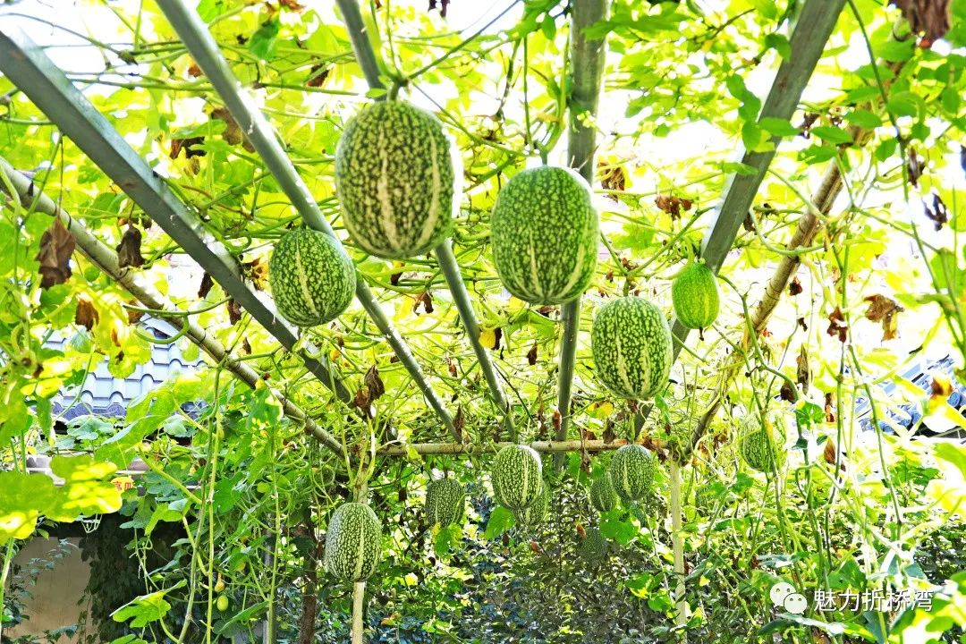 搜索甘肃临夏的果实_甘肃农村种植致富好项目_甘肃临夏种植致富新闻