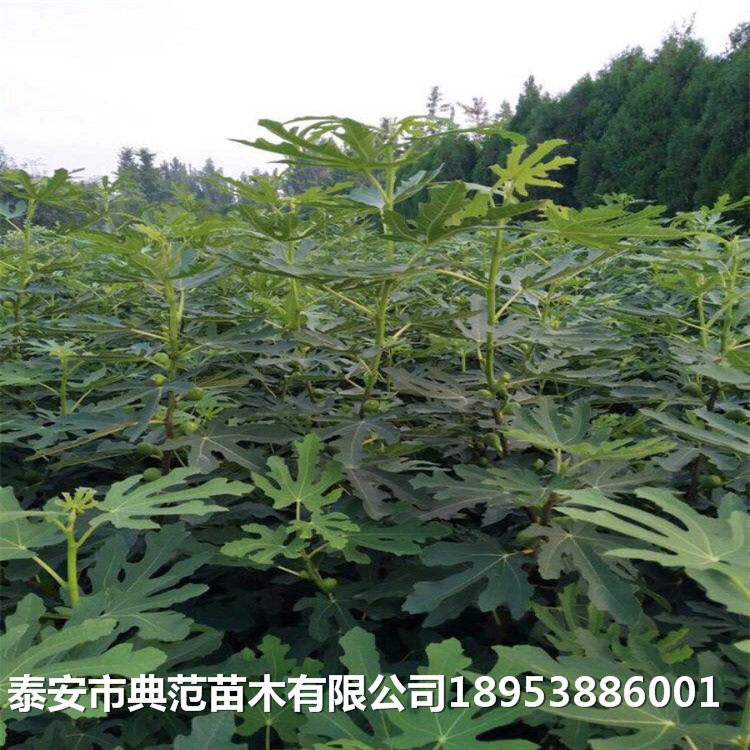 无花果苗种植技术、无花果树苗种植基地