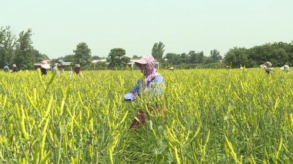 蒲城县永丰镇：6000亩黄花菜成熟 联农带农促增收