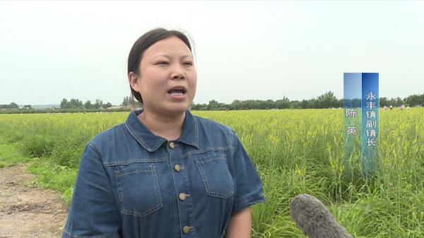 三农致富经黄花菜项目_黄花菜基地项目简介_黄花菜厂家直销