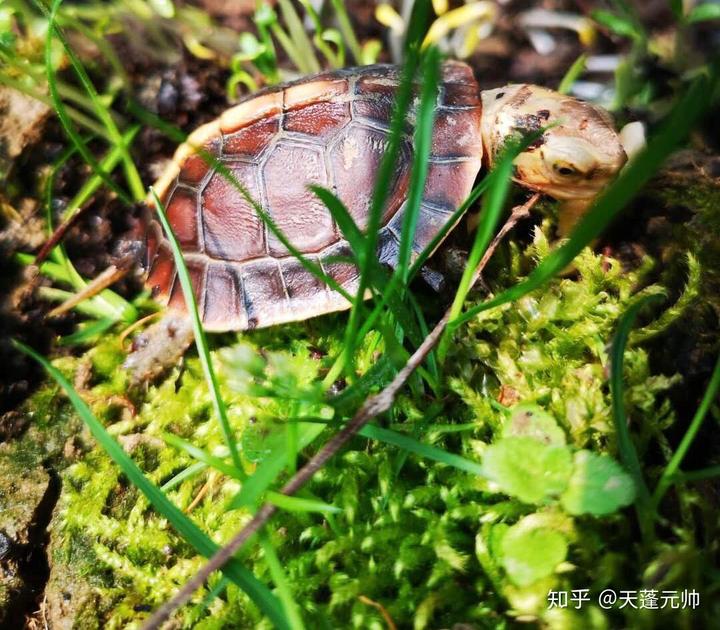 养殖虎纹蛙周期要多长_虎纹蛙的人工养殖技术_人工养殖虎纹蛙犯法吗