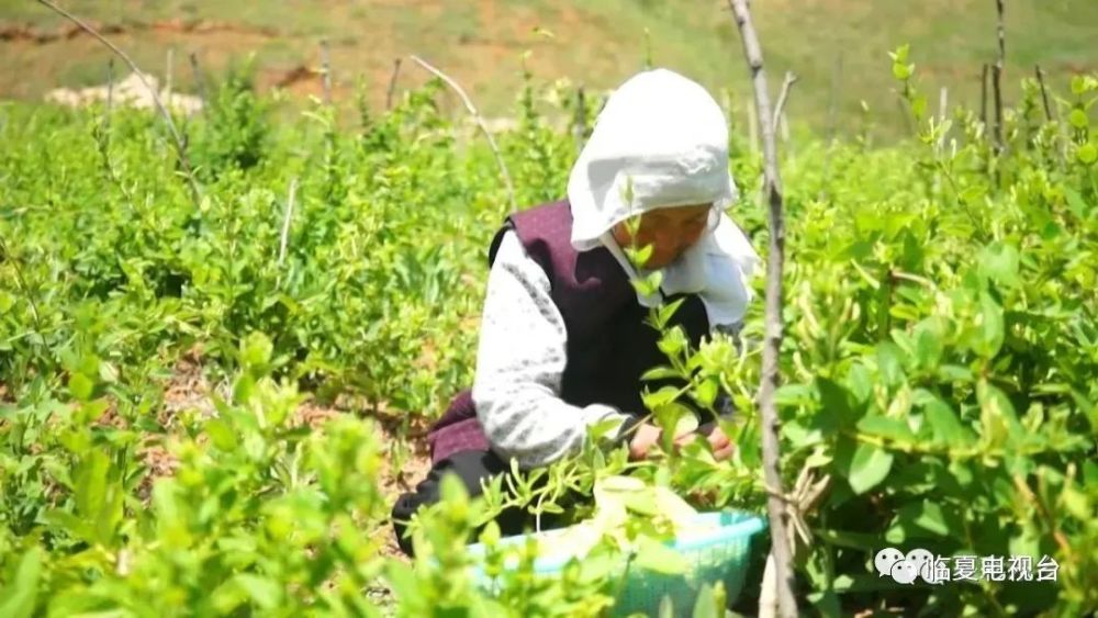 搜索甘肃临夏的果实_甘肃临夏农作物_甘肃临夏种植致富新闻