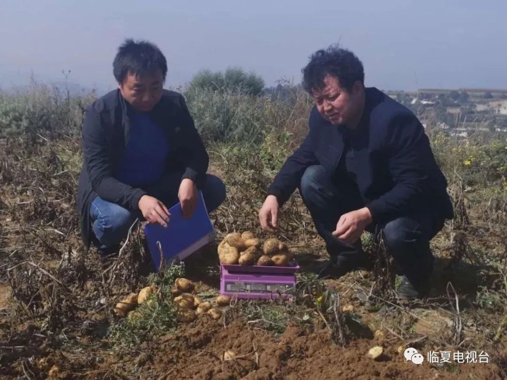 甘肃临夏农作物_搜索甘肃临夏的果实_甘肃临夏种植致富新闻