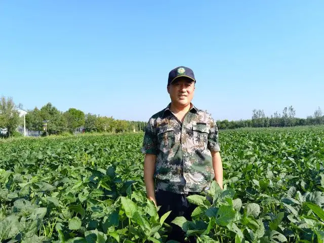 致富经菊花种植视频_致富菊花增收种植视频_种植菊花致富增收