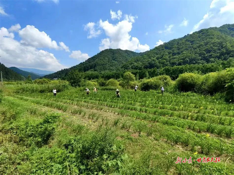 麦积区利桥镇百花村： 小小黄花菜铺出致富“黄金路”