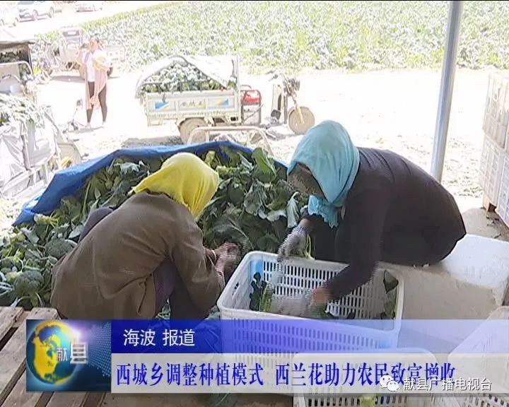 种植西兰花致富_农广天地西兰花种植视频_种植西兰花赚钱吗