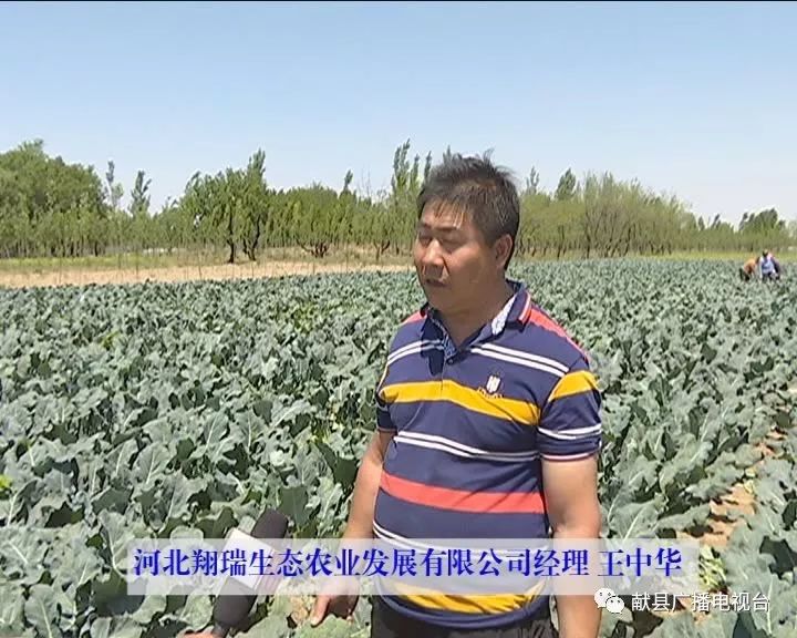 种植西兰花致富_种植西兰花赚钱吗_农广天地西兰花种植视频