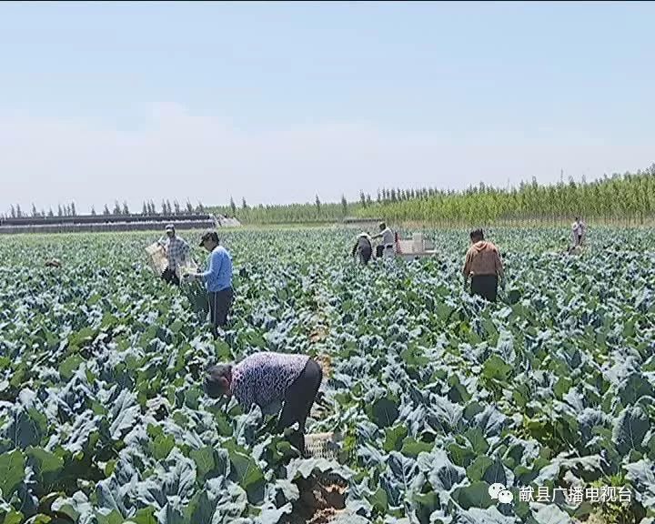 种植西兰花致富_农广天地西兰花种植视频_种植西兰花赚钱吗