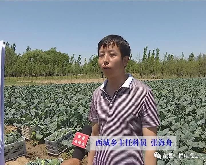 种植西兰花致富_种植西兰花赚钱吗_农广天地西兰花种植视频