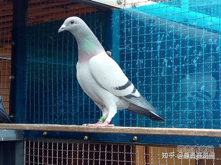 农村土养鸽子视频_养鸽子致富视频全集_农村养土鸽子致富经