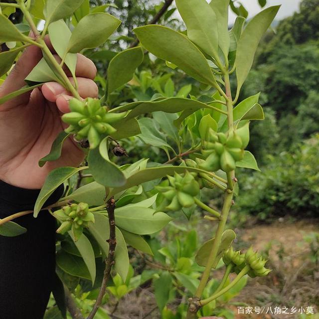 种瓜技术视频_地爪种植技术_的种植技术