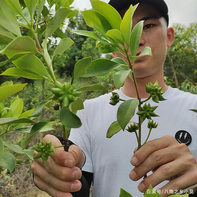 种瓜技术视频_地爪种植技术_的种植技术