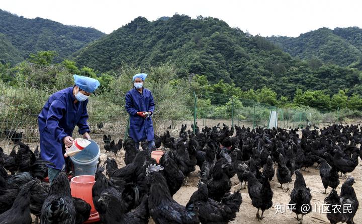 养殖乌骨种类鸡技术要求_乌骨鸡养殖技术视频_乌骨鸡的养殖技术和种类