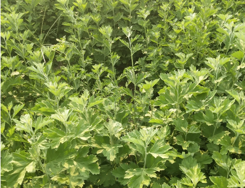 种植艾草致富故事_致富种植艾草故事视频_种植艾草挣钱吗