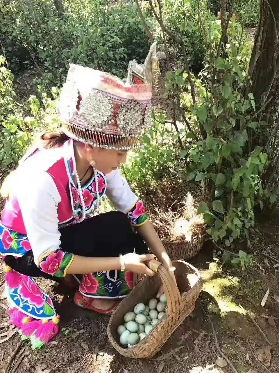 养殖鸡致富经视频_大山养鸡视频_致富经山窝鸡养殖视频