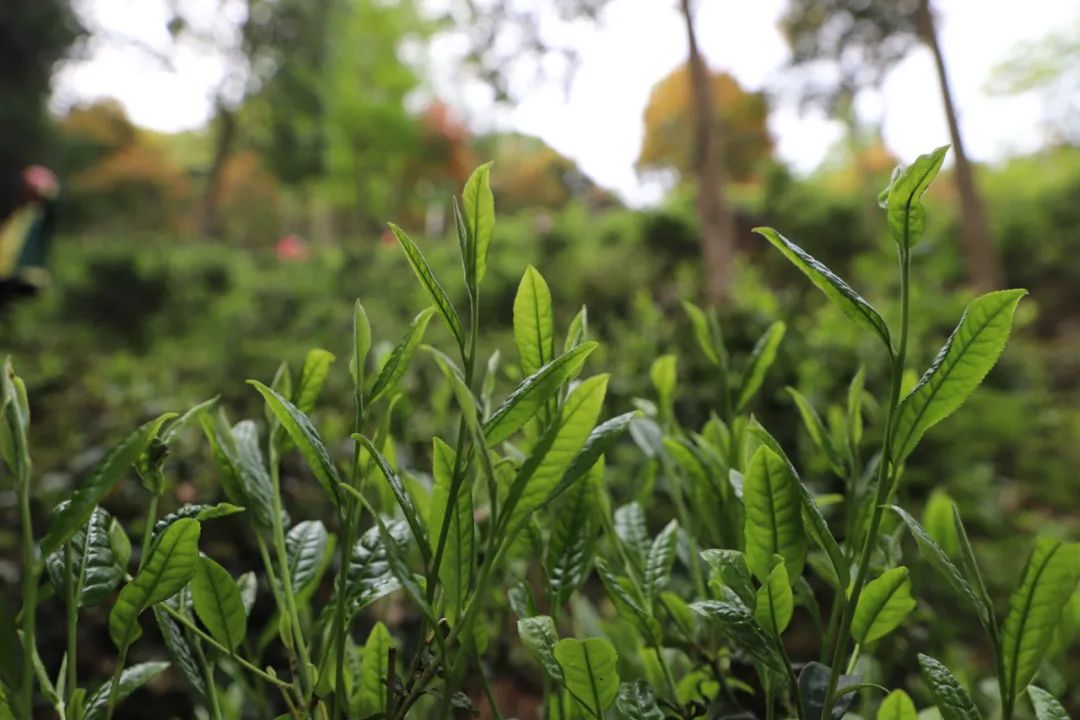 茶叶种植技术视频_茶叶原始种植技术是什么_最原始茶叶种植技术