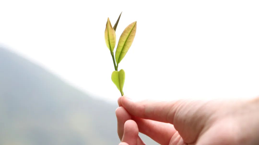 茶叶原始种植技术是什么_茶叶种植技术视频_最原始茶叶种植技术