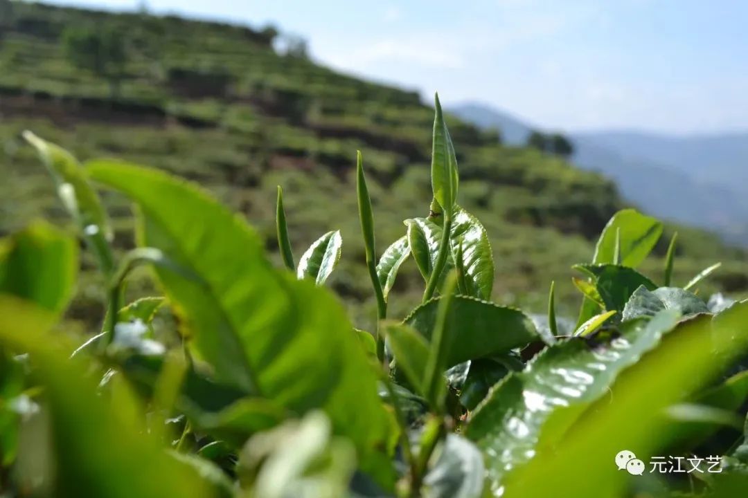 茶叶种植模式_最原始茶叶种植技术_茶叶种植技术视频