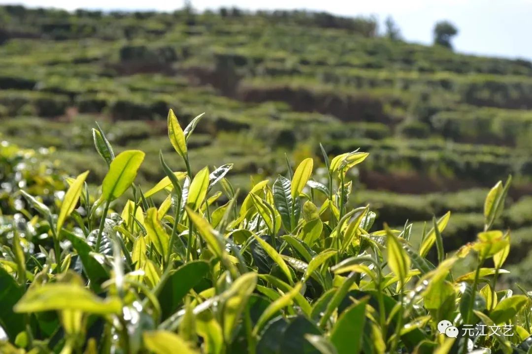 茶叶种植技术视频_茶叶种植模式_最原始茶叶种植技术