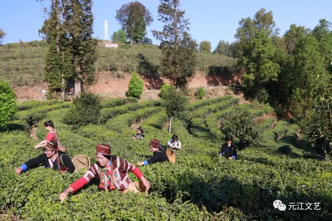 茶叶种植技术视频_茶叶种植模式_最原始茶叶种植技术