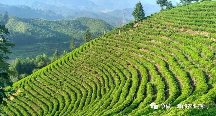 茶叶种植模式_最原始茶叶种植技术_茶叶原始种植技术视频