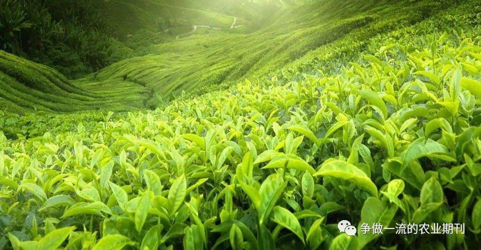 最原始茶叶种植技术_茶叶原始种植技术视频_茶叶种植模式