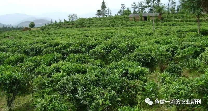 最原始茶叶种植技术_茶叶原始种植技术视频_茶叶种植模式