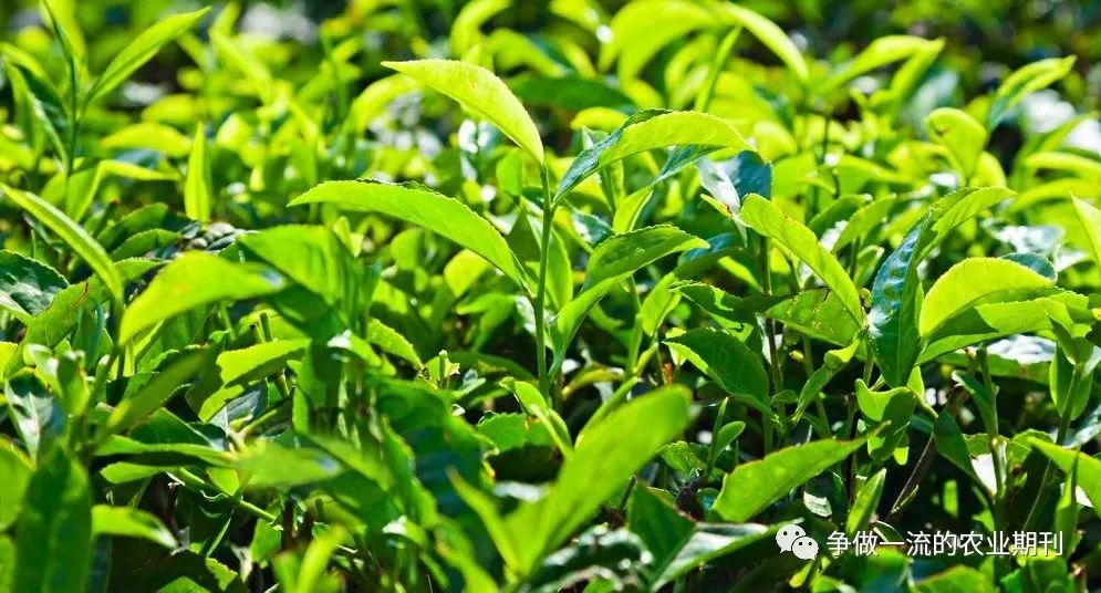 茶叶原始种植技术视频_最原始茶叶种植技术_茶叶种植模式