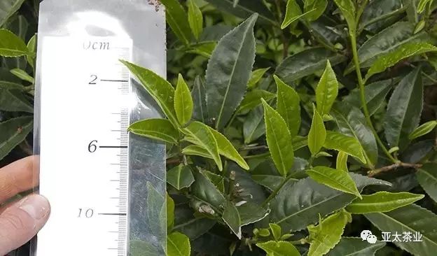 茶叶原始种植技术视频_最原始茶叶种植技术_茶叶种植模式