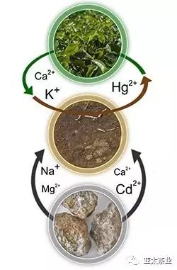 茶叶原始种植技术视频_茶叶种植模式_最原始茶叶种植技术