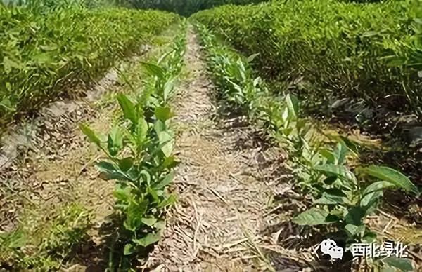 最原始茶叶种植技术_茶叶原始种植技术视频_茶叶原始种植技术有哪些