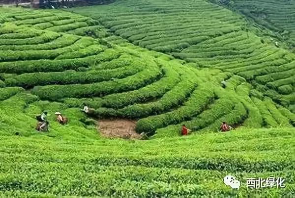 茶叶原始种植技术有哪些_茶叶原始种植技术视频_最原始茶叶种植技术