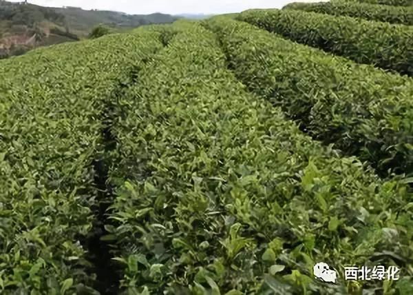 最原始茶叶种植技术_茶叶原始种植技术视频_茶叶原始种植技术有哪些