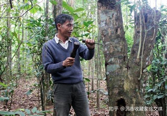 沉香太贵？来，直接教你人工种植