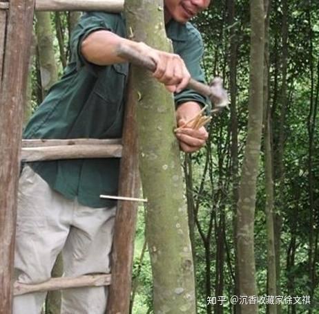 致富经沉香的种植技术_种植沉香前景如何_种植沉香收益