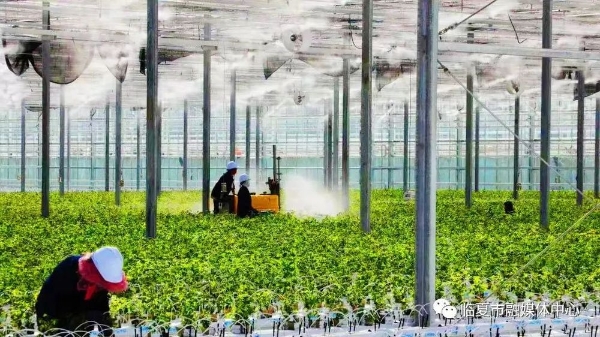 甘肃临夏农作物_临夏蔬菜种植基地_甘肃临夏种植致富新闻