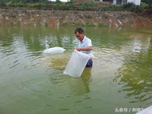 养殖鲢鱼技术与管理_养殖鲢鱼技术视频_养殖鲢鱼技术